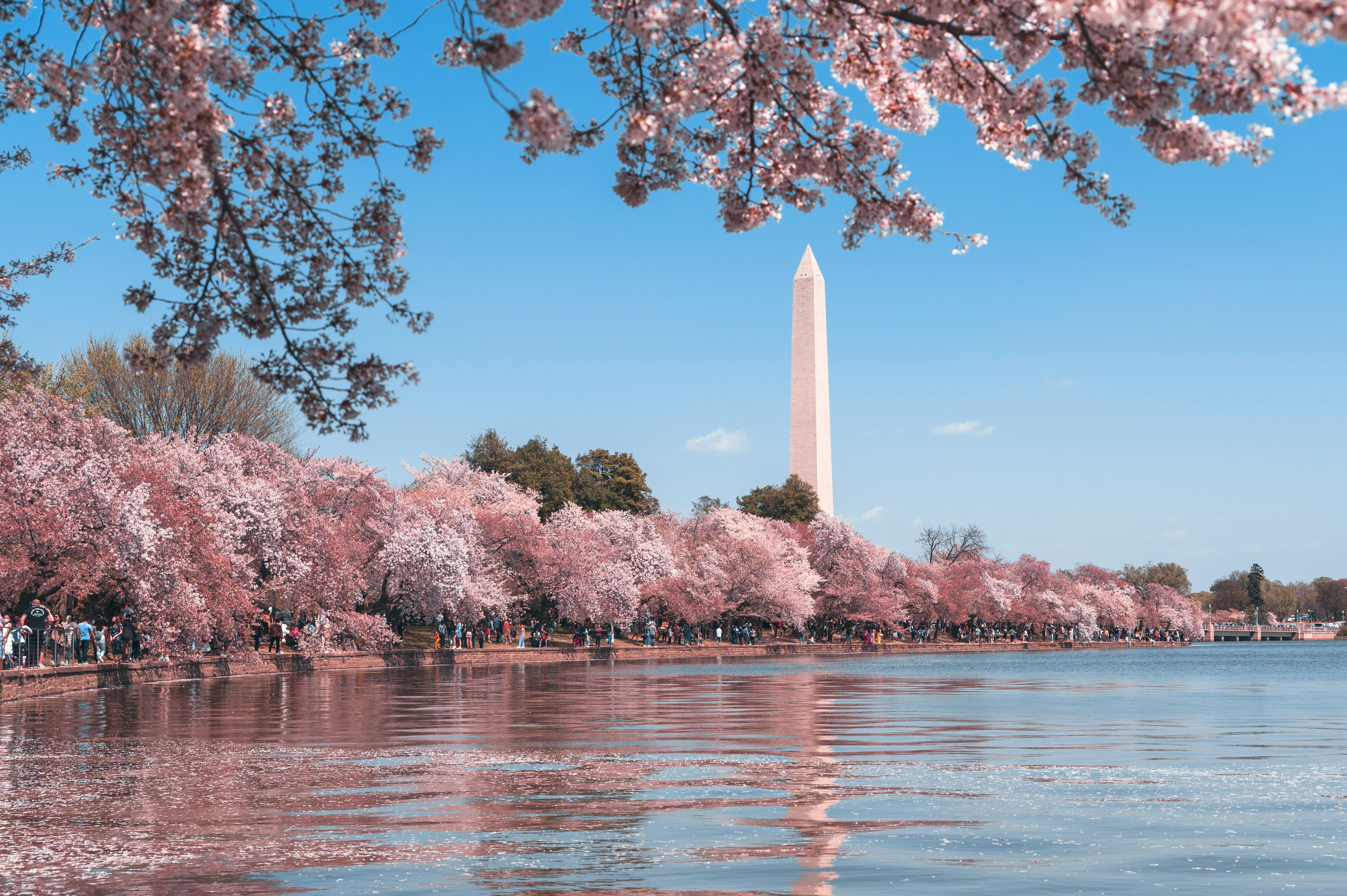 dc cherry blossom